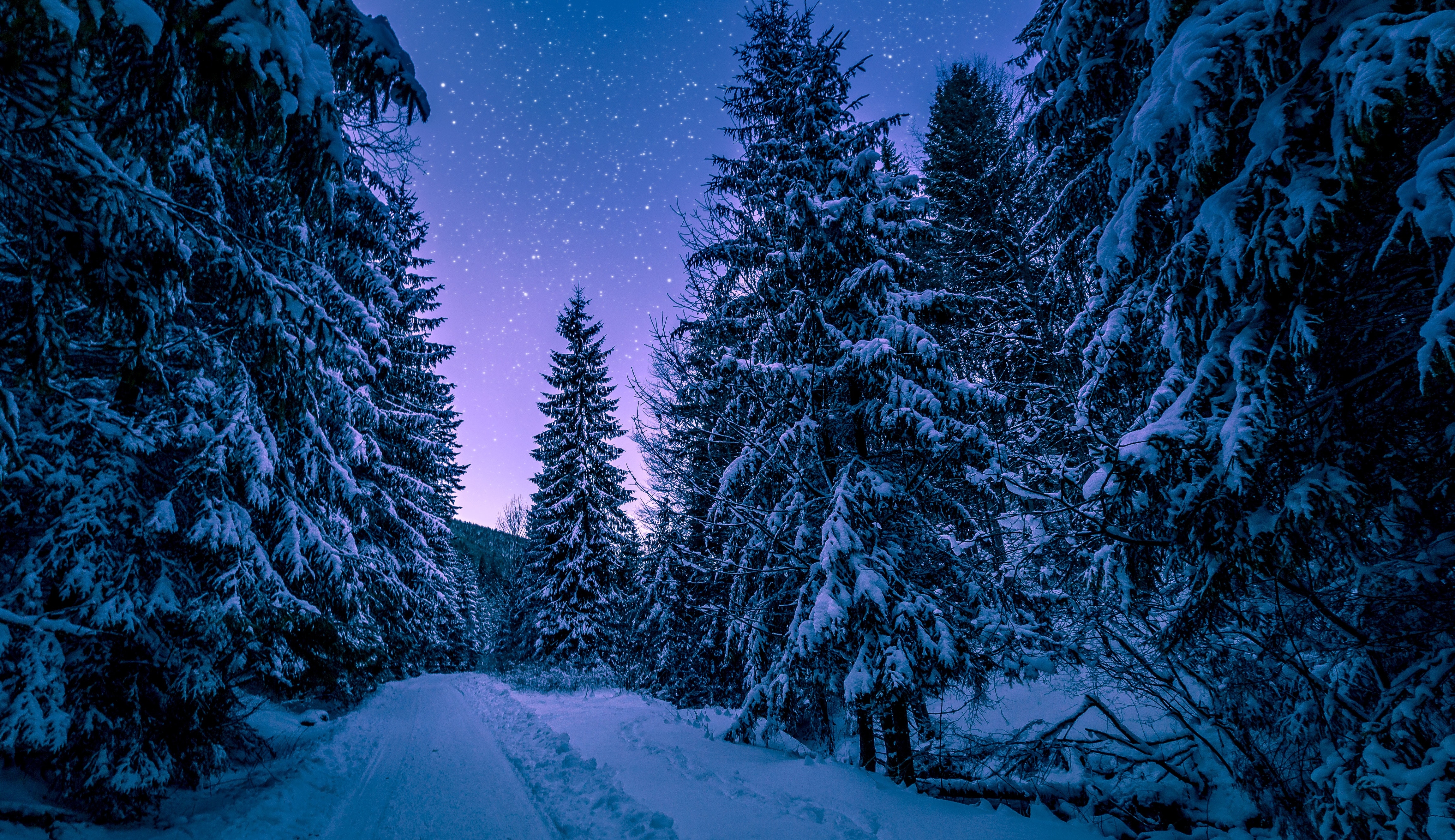 Nadelwälder sind meist Weichhölzer